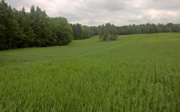 Mazury Stare Juchy działki 3000m2 w okolicach jeziora Garbas 5357648