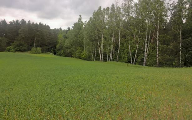 Mazury Stare Juchy działki 3000m2 w okolicach jeziora Garbas 5357651